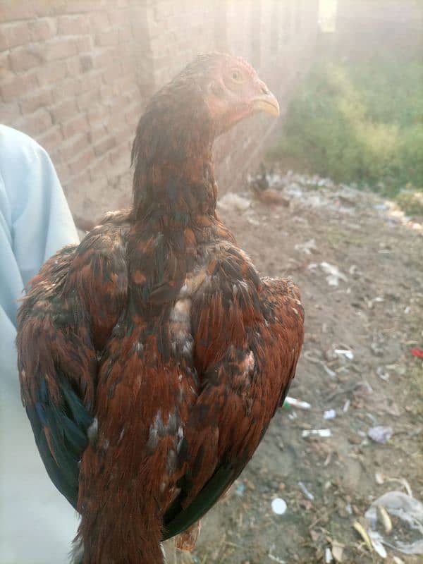 Pure Aseel Sindhi×shamo 3