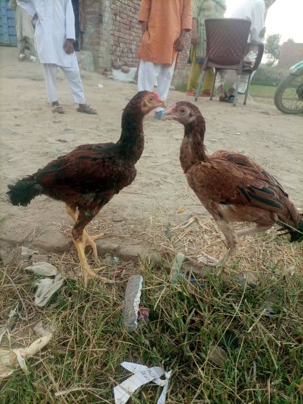 Pure Aseel Sindhi×shamo 5