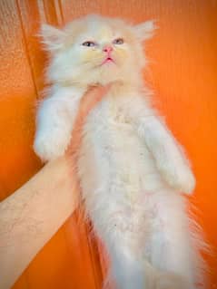 Triple coat persian kitten 4 sale