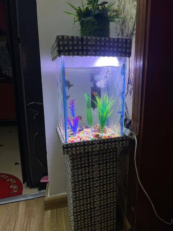 aquarium tank goldfish fancy big aquarium 2foot 10gallon 1