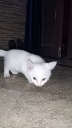 PERSIAN & COMPANION PET CROSS BREED