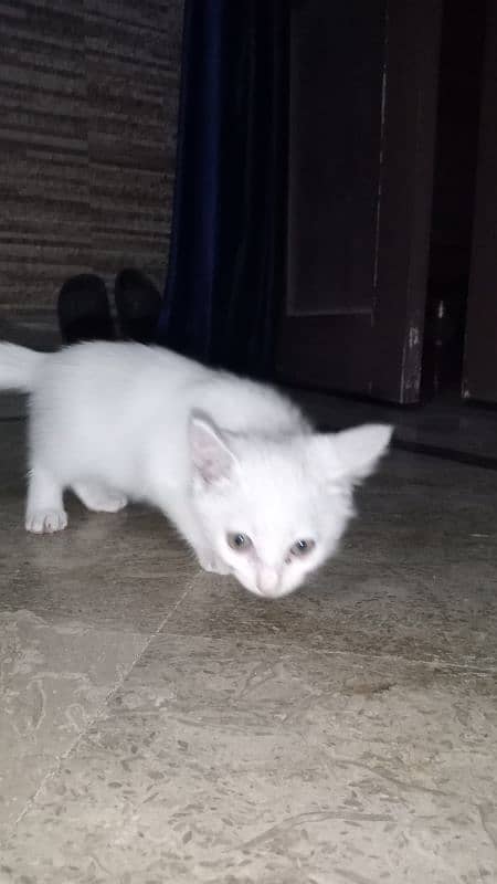 PERSIAN & COMPANION PET CROSS BREED 0