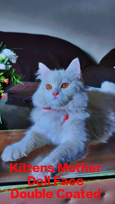 Persian Cat (Odd Eyes) 5