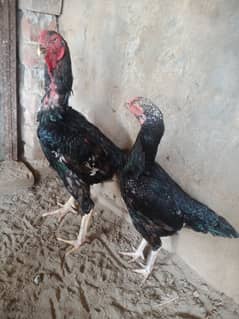 black shamo aseel female for sale 0