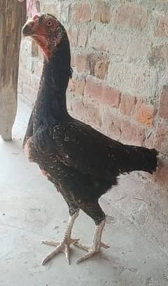 black shamo aseel female for sale