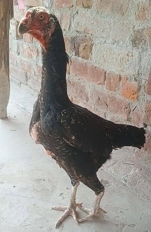 black shamo aseel female for sale 4