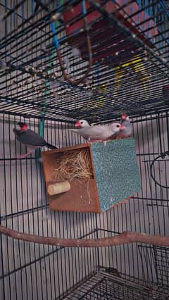 Best quality breeder pair of silver white and grey java pairs wholesal 0