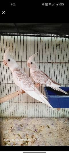 cocktail bareedr pair for sale