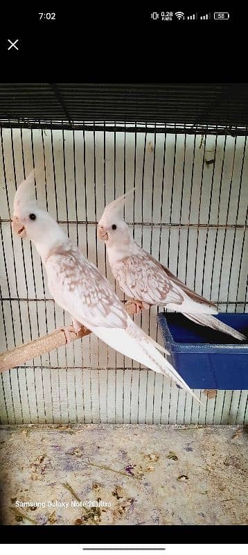 cocktail bareedr pair for sale 0