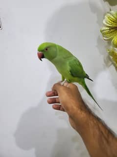 parrot