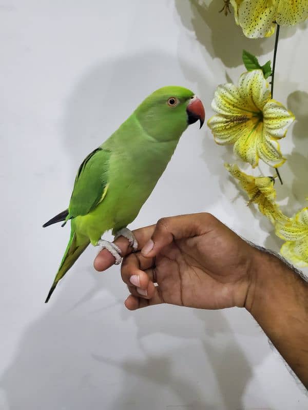 parrot talking parrot breeder female 1