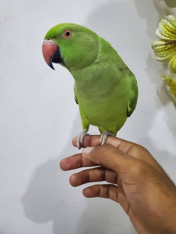 parrot talking parrot breeder female 2