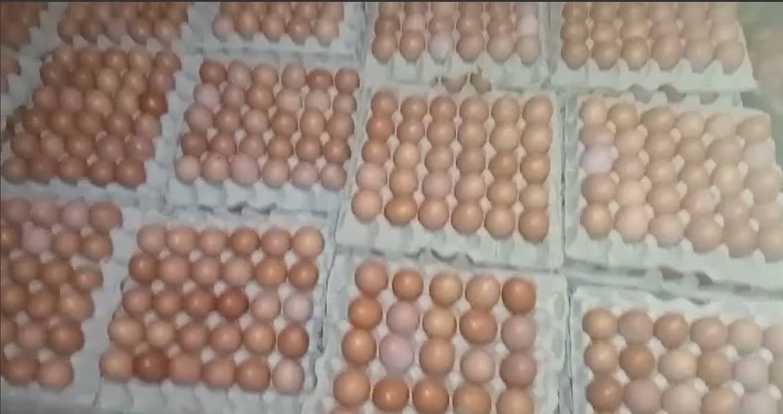 pure desi eggs available 1