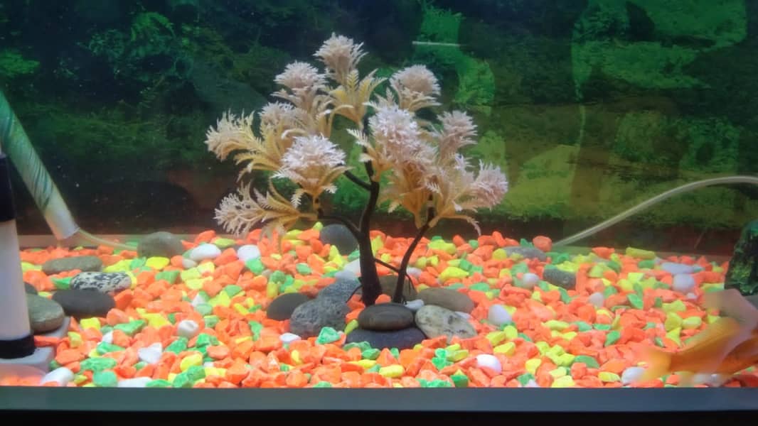 Fish Aquarium with 14 Gold Fish Full Set 2