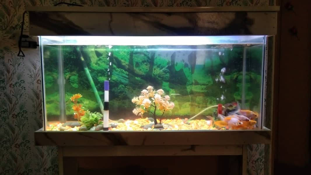 Fish Aquarium with 14 Gold Fish Full Set 5