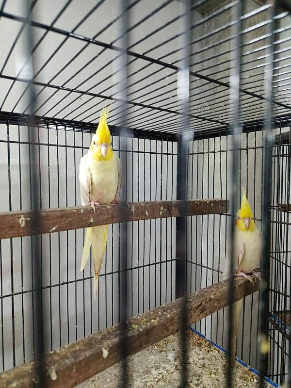 Common Cockatiel (Eno) Wooden Cage 1