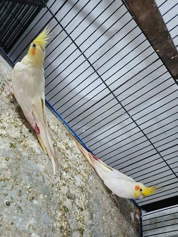 Common Cockatiel (Eno) Wooden Cage 3