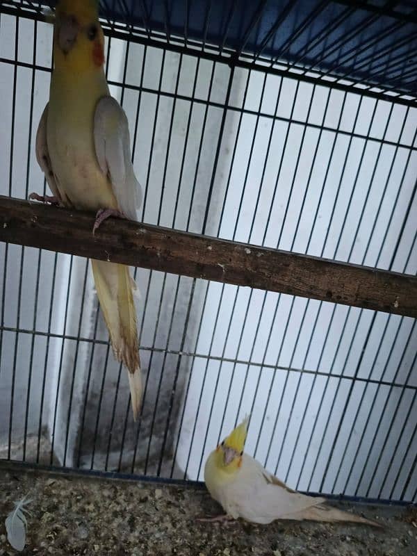 Common Cockatiel (Eno) Wooden Cage 6