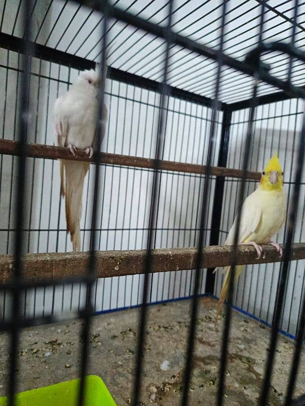 Common Cockatiel (Eno) Wooden Cage 11