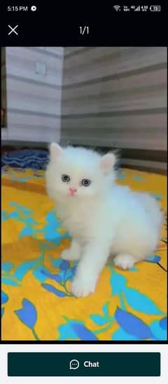 persian kitten for urgent sale My WhatsApp number 0326/7544/942