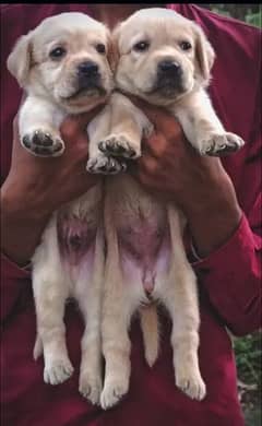 Fawn Labrador pair