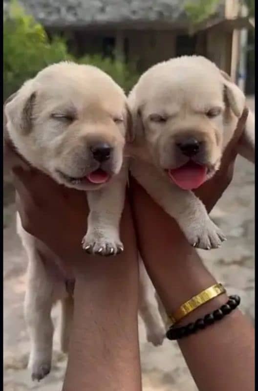 Fawn Labrador pair 3