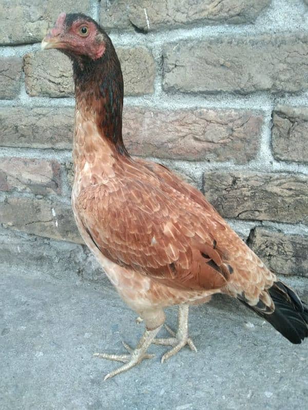 One Aseel Hens And Two Aseel PATHY for sale? 0