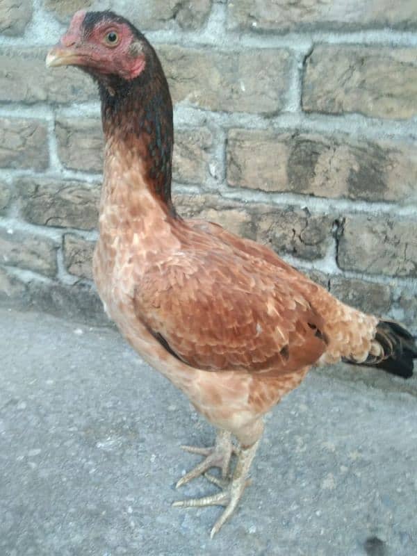 One Aseel Hens And Two Aseel PATHY for sale? 1