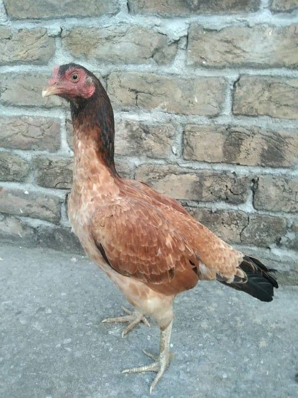 One Aseel Hens And Two Aseel PATHY for sale? 2