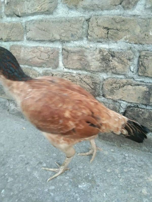 One Aseel Hens And Two Aseel PATHY for sale? 3