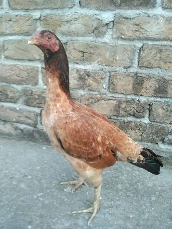 One Aseel Hens And Two Aseel PATHY for sale? 4