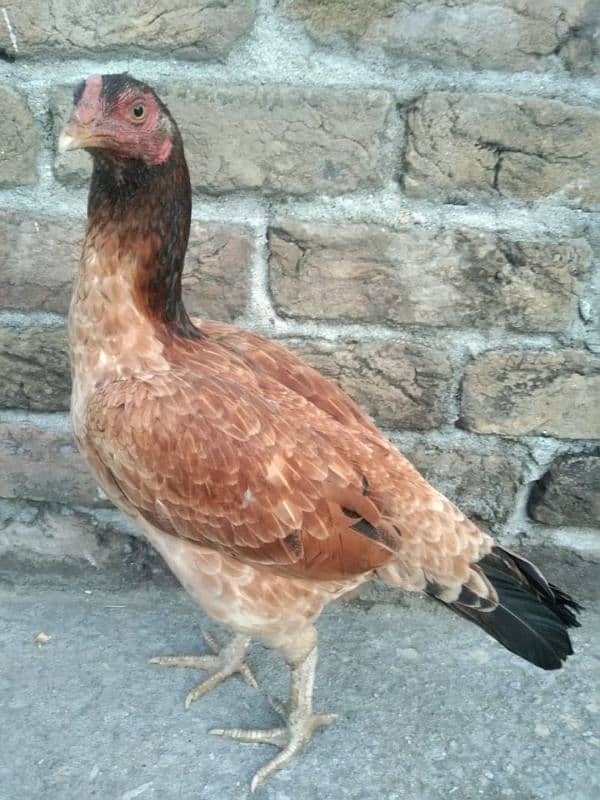 One Aseel Hens And Two Aseel PATHY for sale? 5