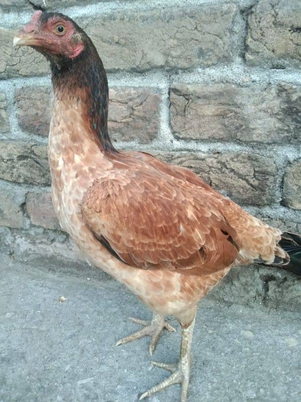 One Aseel Hens And Two Aseel PATHY for sale? 6