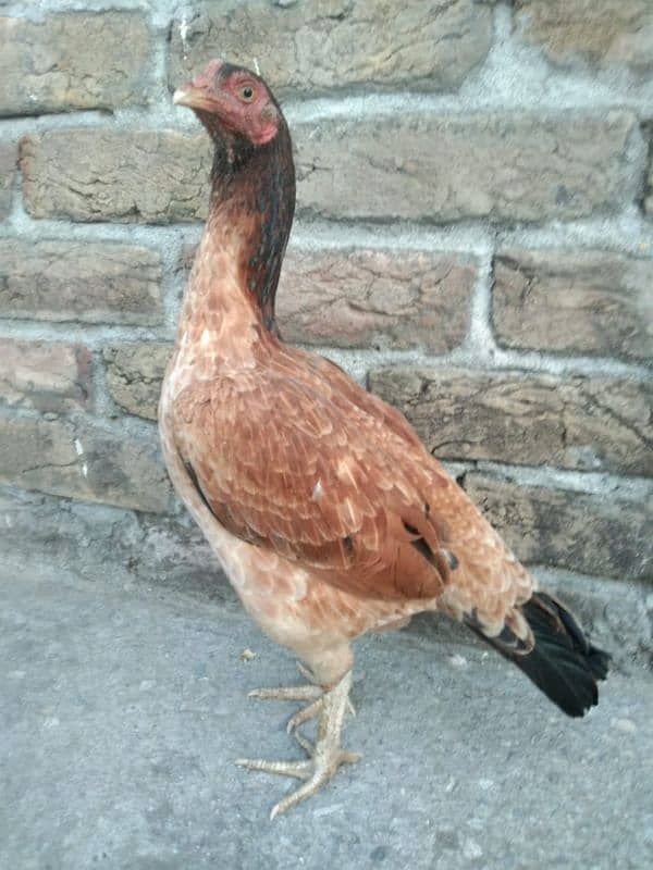 One Aseel Hens And Two Aseel PATHY for sale? 7