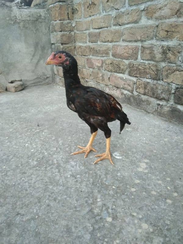 One Aseel Hens And Two Aseel PATHY for sale? 8