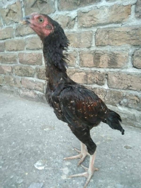 One Aseel Hens And Two Aseel PATHY for sale? 9