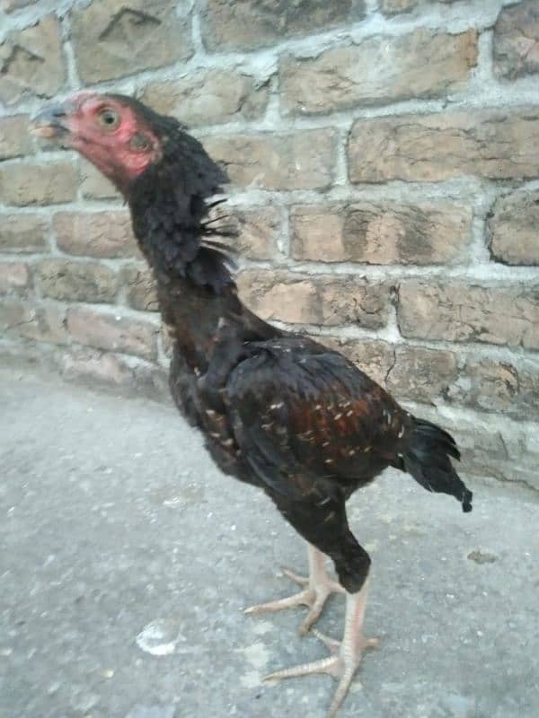 One Aseel Hens And Two Aseel PATHY for sale? 10