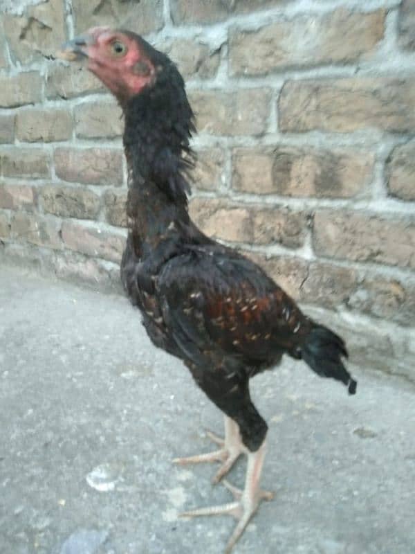 One Aseel Hens And Two Aseel PATHY for sale? 11