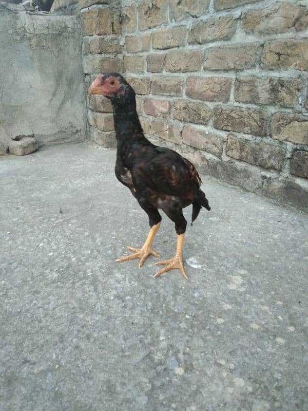 One Aseel Hens And Two Aseel PATHY for sale? 12