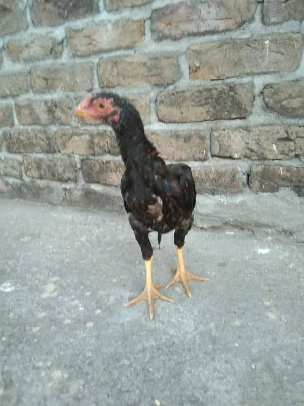 One Aseel Hens And Two Aseel PATHY for sale? 13