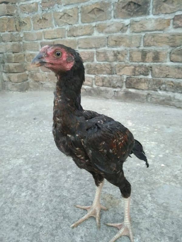 One Aseel Hens And Two Aseel PATHY for sale? 14