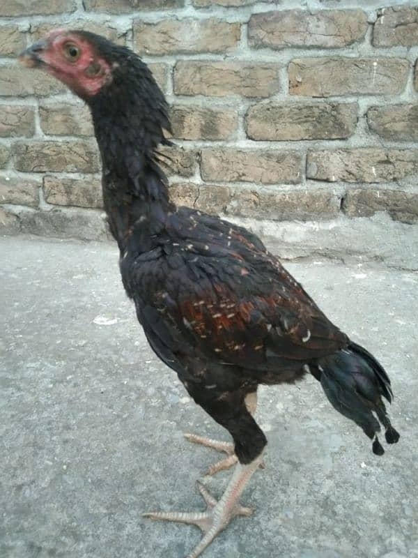 One Aseel Hens And Two Aseel PATHY for sale? 15