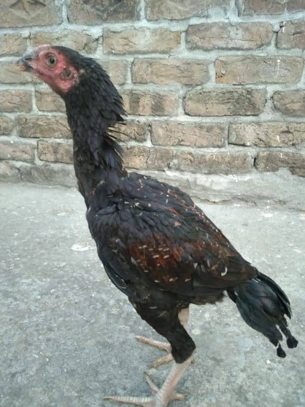 One Aseel Hens And Two Aseel PATHY for sale? 16