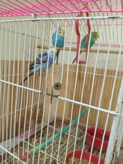 Budgies for sale per piece