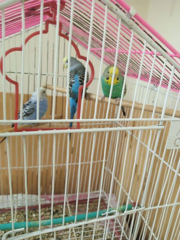 Budgies for sale per piece 1