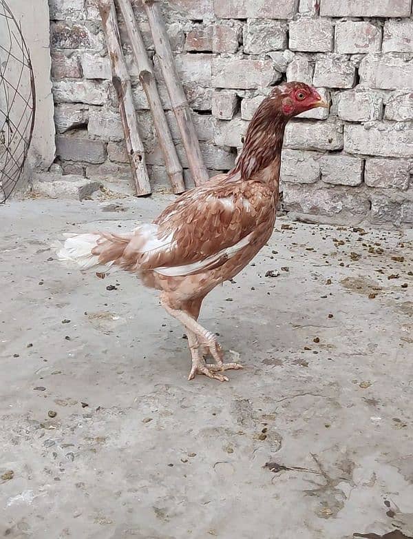 murgi available for sale home breed han Mera 1