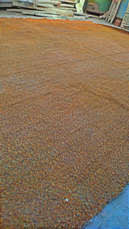 carpet 6