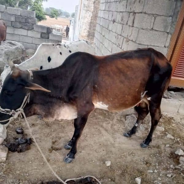 cow for sale 0