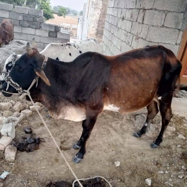 cow for sale 1