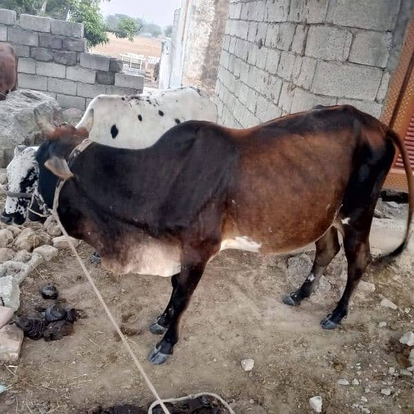 cow for sale 2